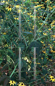 Picture of Rudbeckia triloba 