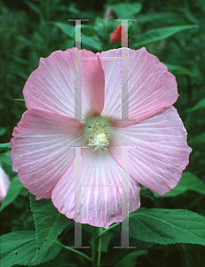 Picture of Hibiscus moscheutos 