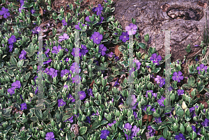 Picture of Vinca minor 'Variegata'