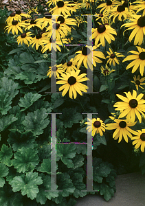 Picture of Rudbeckia fulgida var. sullivantii 'Goldsturm'