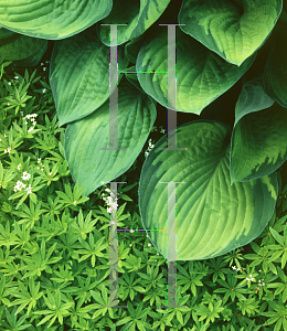 Picture of Hosta  'Gold Standard'