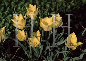 Picture of Tulipa batalinii 'Bright Gem'