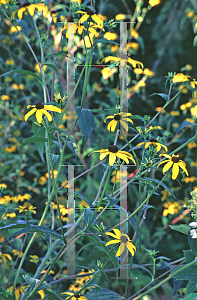 Picture of Rudbeckia triloba 