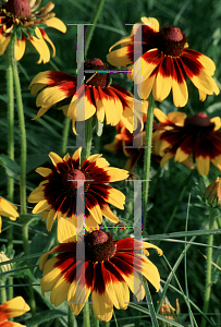 Picture of Rudbeckia hirta 'Autumn Forest'