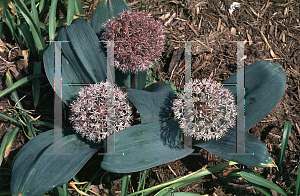 Picture of Allium karataviense 