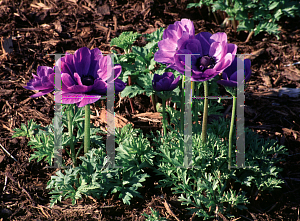 Picture of Anemone coronaria 'Mr. Fokker'