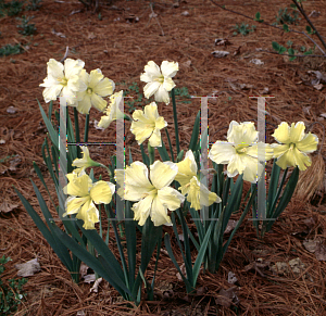 Picture of Narcissus  'Cassata'