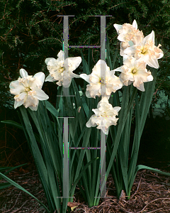 Picture of Narcissus  'Pearl Shell'