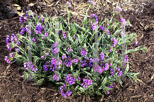 Picture of Pulmonaria longifolia 'Bertram Anderson'