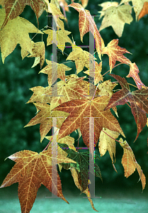 Picture of Liquidambar styraciflua 