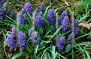 Picture of Muscari armeniacum 'Blue Spike'