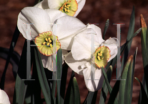 Picture of Narcissus  'Milan'