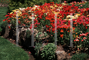 Picture of Nemesia strumosa 'Carnival mix'