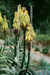 Picture of Aloe striatula 