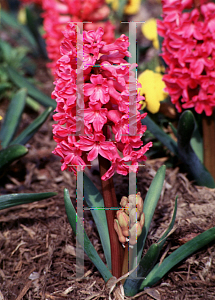 Picture of Hyacinthus orientalis 'Jan Bos'