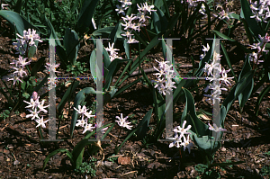 Picture of Chionodoxa luciliae 'Pink Giant'