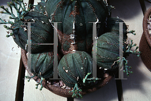Picture of Euphorbia obesa x valida 