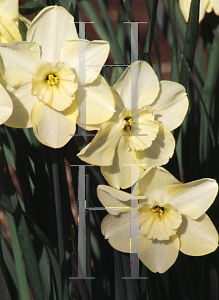 Picture of Narcissus  'Punchline'
