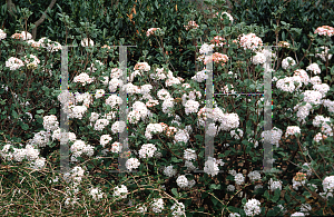 Picture of Viburnum carlesii 'Compactum'