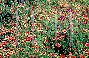 Picture of Gaillardia pulchella 