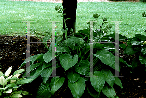 Picture of Hosta plantaginea 'Aphrodite'