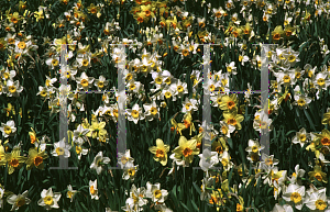 Picture of Narcissus  
