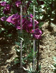 Picture of Eustoma grandiflorum 'Yodel Blue'