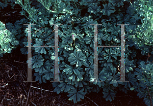 Picture of Tropaeolum polyphyllum 