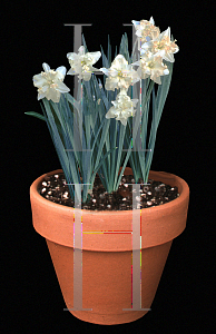 Picture of Narcissus  'Pearl Shell'