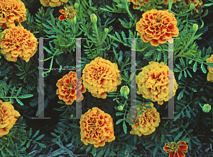 Picture of Tagetes patula 'Orange Jacket'