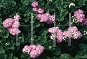 Picture of Ageratum houstonianum 'Bavaria'