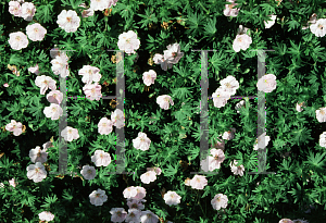 Picture of Geranium sanguineum var. striatum 