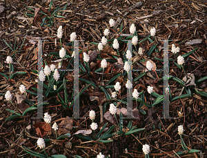 Picture of Muscari azuream 'Album'