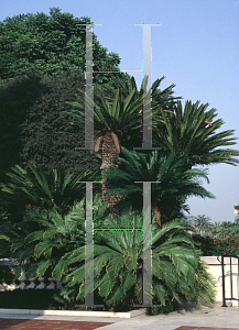 Picture of Cycas revoluta 