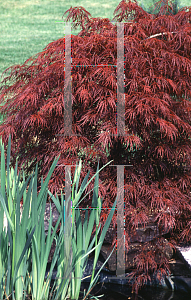 Picture of Acer palmatum (Dissectum Group) 'Crimson Queen'