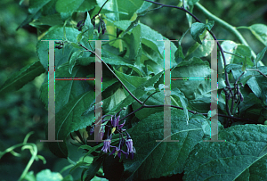 Picture of Solanum dulcamara 