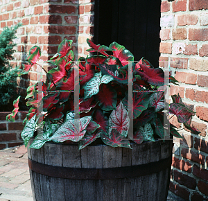 Picture of Caladium bicolor 