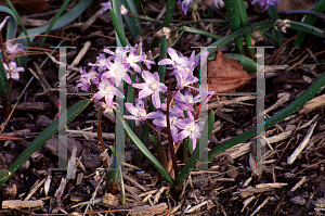 Picture of Chionodoxa luciliae 