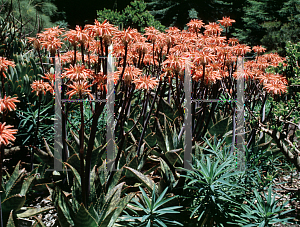 Picture of Aloe saponaria 