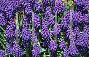 Picture of Muscari armeniacum 