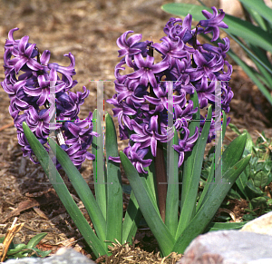 Picture of Hyacinthus orientalis 'Atlantic'