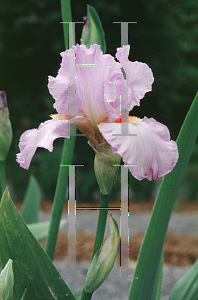 Picture of Iris germanica 'Vanitie'