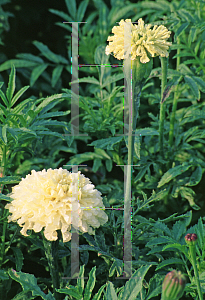 Picture of Tagetes erecta 'Snowdrift'