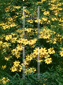 Picture of Tagetes lemmonii 