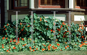 Picture of Tropaeolum majus 