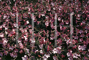 Picture of Nicotiana alata 'Nikki Pink'