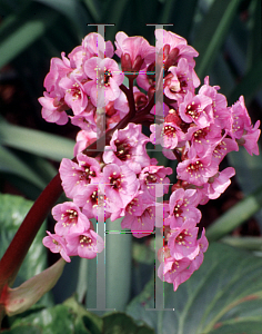 Picture of Bergenia cordifolia 