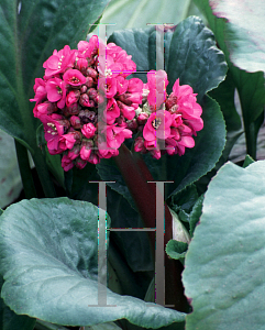 Picture of Bergenia cordifolia 