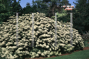 Picture of Viburnum dilatatum 'Oneida'