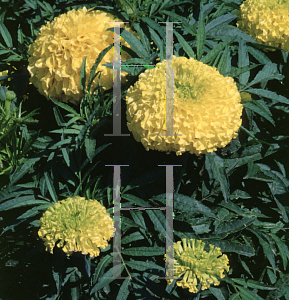 Picture of Tagetes erecta 'Cortee Yellow'